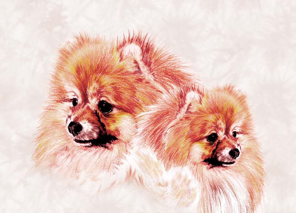 Pomeranian - Dog - Photo Frame With Cards