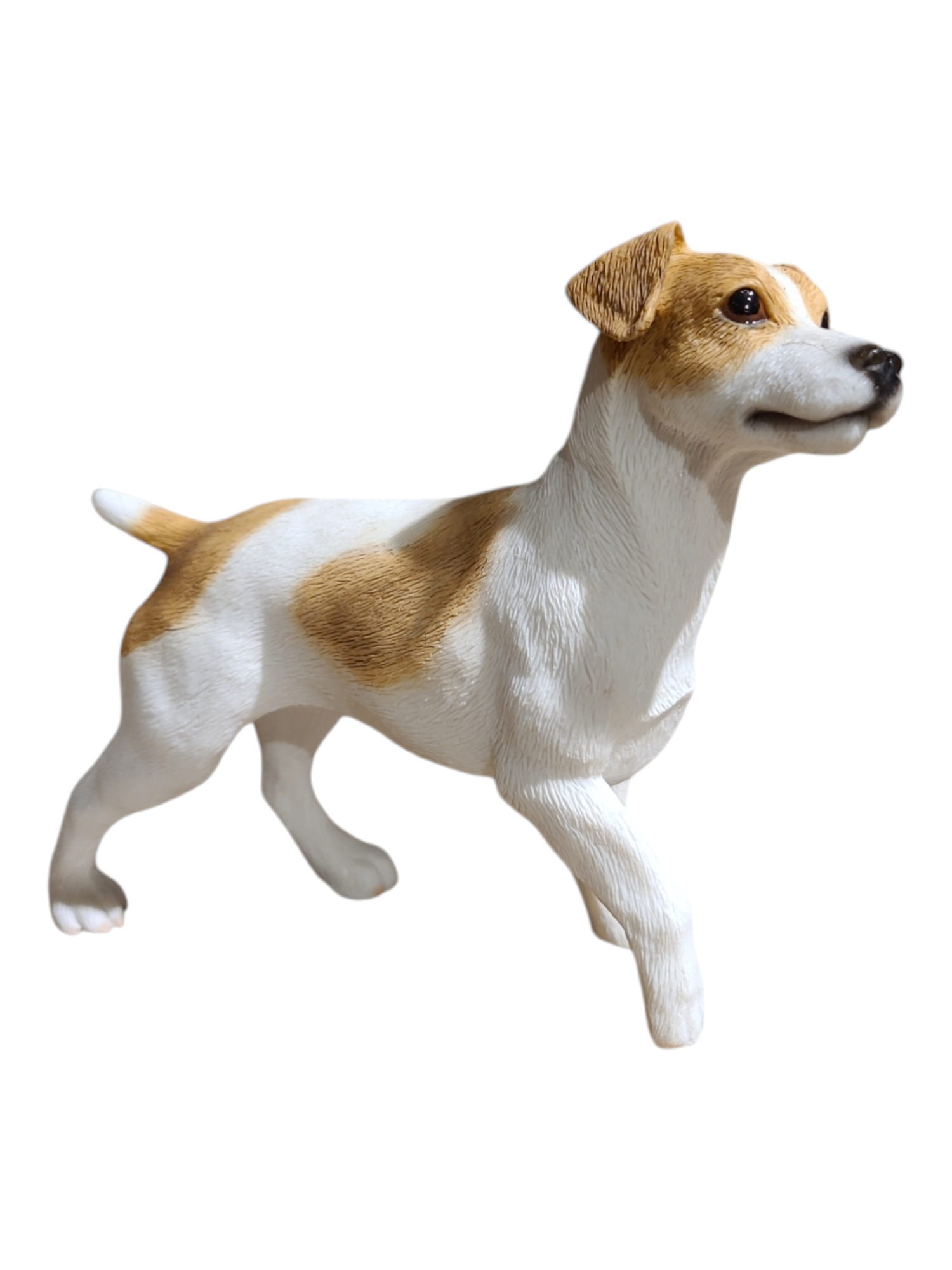 Jack Russel LP08277