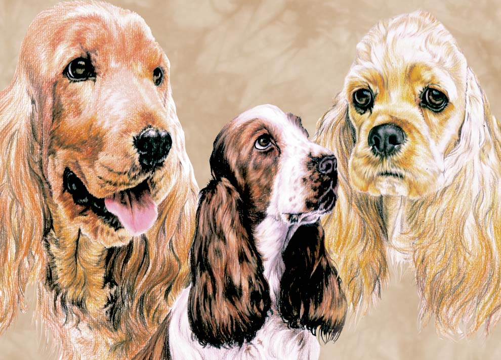 Spaniels - Dog - Photo Frame With Cards