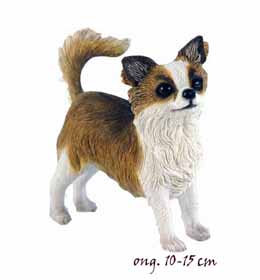 Chihuahua Longhair LP14187